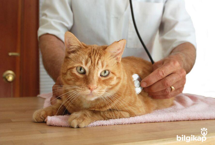 Kedi Lösemisi  Evcil Hayvanlar Kedi Bakımı